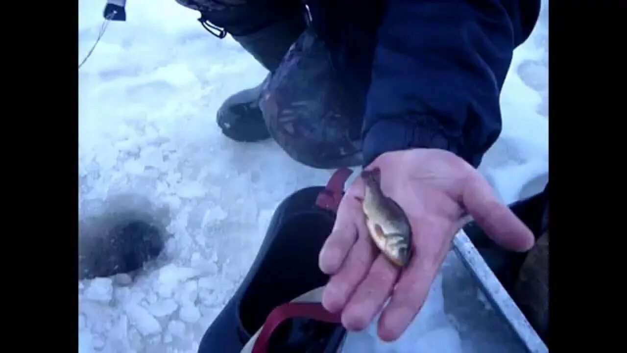 Ловим щуку видео. Насадить живца на капкан на щуку. Капкан для зимней рыбалки. Рыболовный капкан на щуку. Капкан на щуку насадка живца.