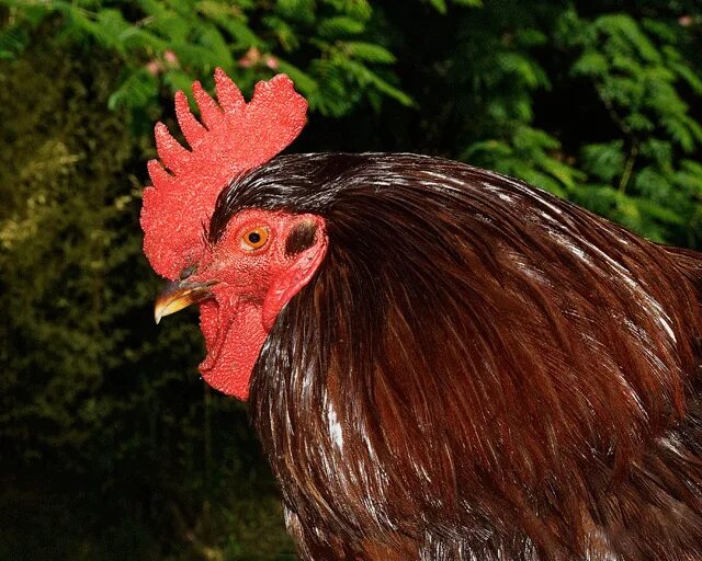 Red chickens. Род айленд куры. rhode island red. порода курицы айланд. красная курица.
