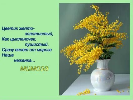 Мимоза афоризмы