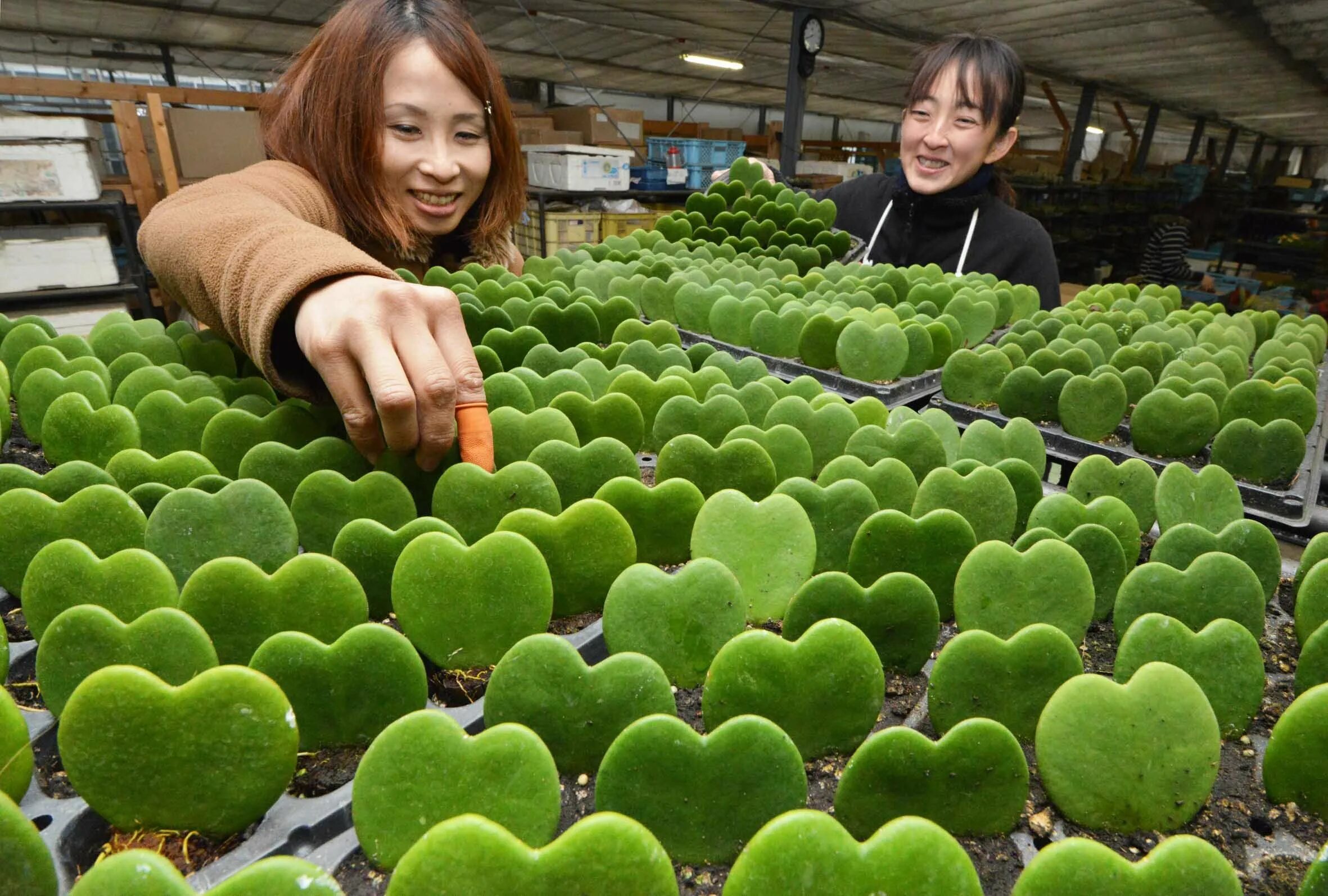 Включи картинки хаги. В Японии выращиваю овощи. Выращивание овощей в Японии. Японец выращивает овощи. Хаги ваги игрушка зеленый.