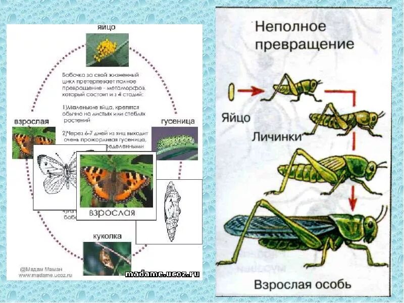 Насекомые с полным и неполным превращением примеры. Цикл развития насекомых с неполным превращением. Полное и неполное превращение. Развитие с неполным превращением у насекомых. Метаморфоз с неполным превращением.