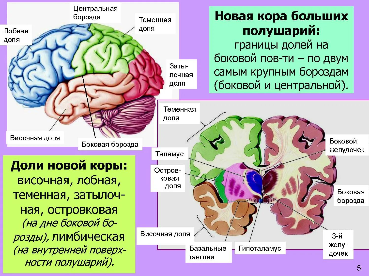 Борозды лобной доли. Центральная борозда головного мозга. Лобная и теменная доли и Центральная борозда.