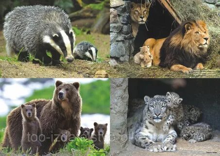 Әлемдегі ең жас порно актриса