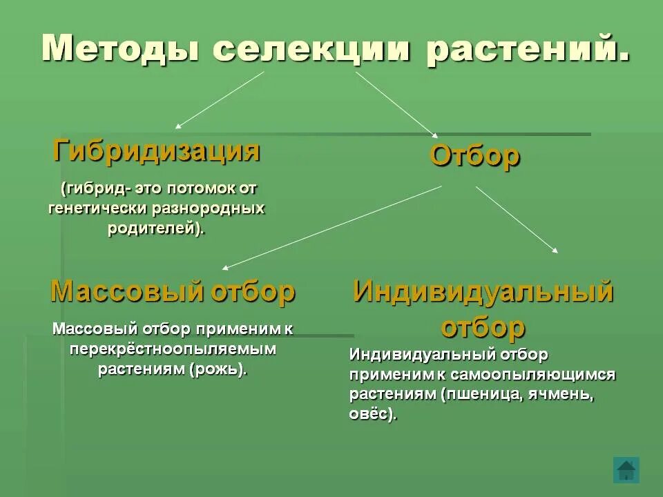 Описание методов селекции растений. Метод селекции растений. Методы искусственной селекции растений. Методы секций растений. Основные методы селекции растений и животных кратко.