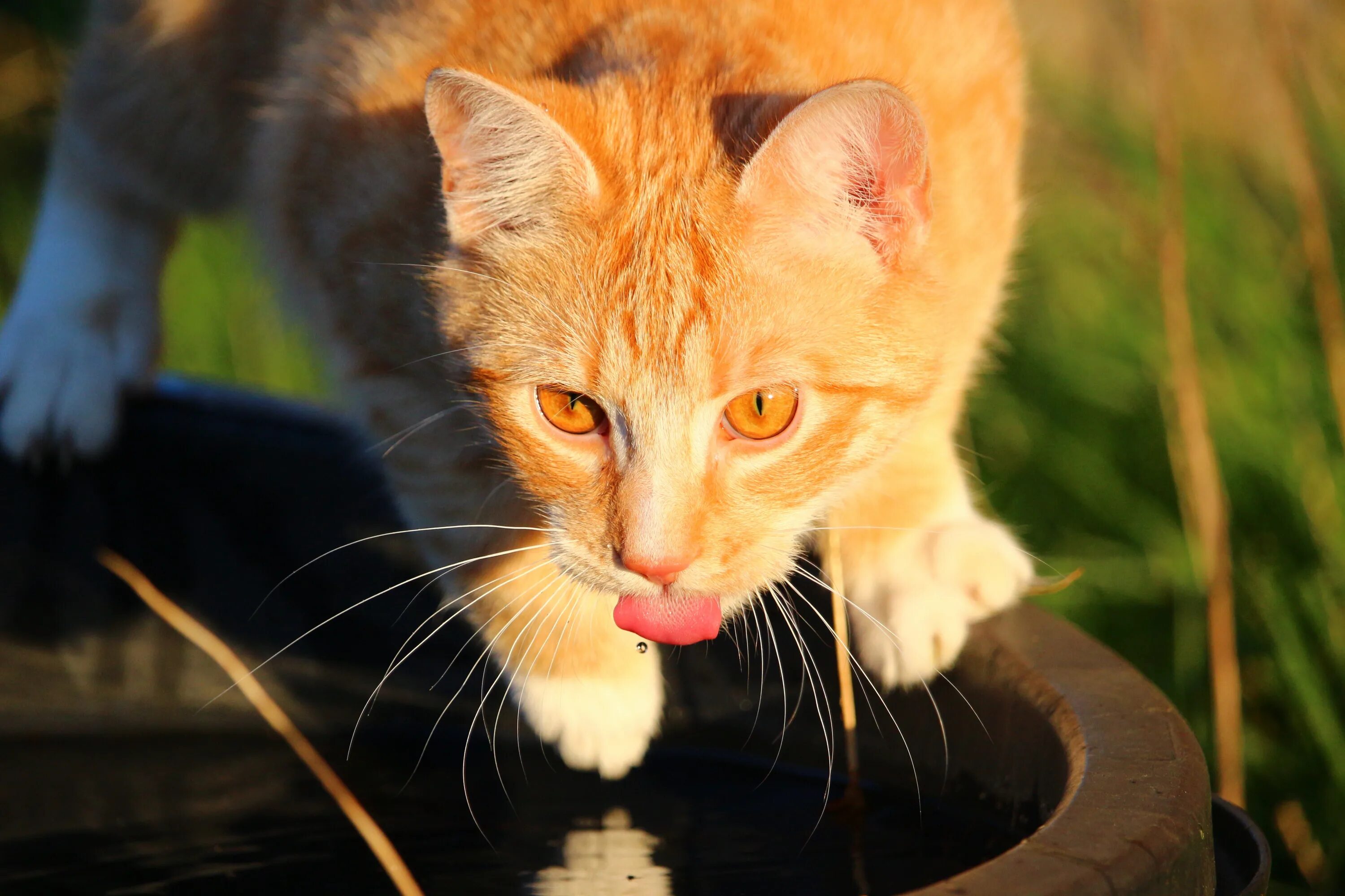 Кошка часто пьет воду. Жара коты. Кошки в жару. Рыжий кот жара.