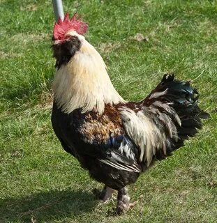 Chicken отзывы