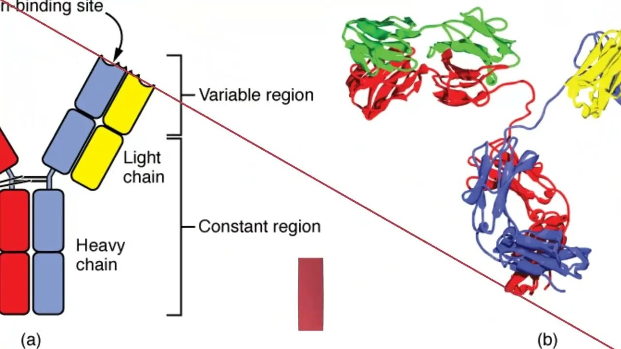 Variable sites