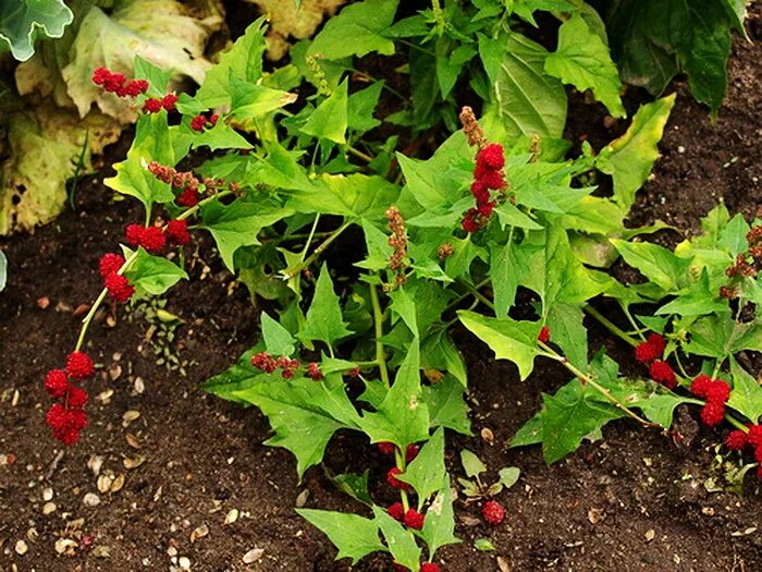 Шпинат земляничный описание и выращивание. Шпинат земляничный chenopodium foliosum. Шпинат земляничный грильяж. Шпинат земляничный. Шпинат земляничный.