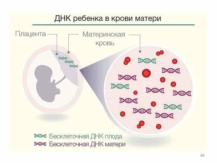ДНК ребенка в крови матери. Определение пола плода по крови. Анализ на пол ребенка по крови. Исследование фетальной ДНК В крови матери. Днк на материнство