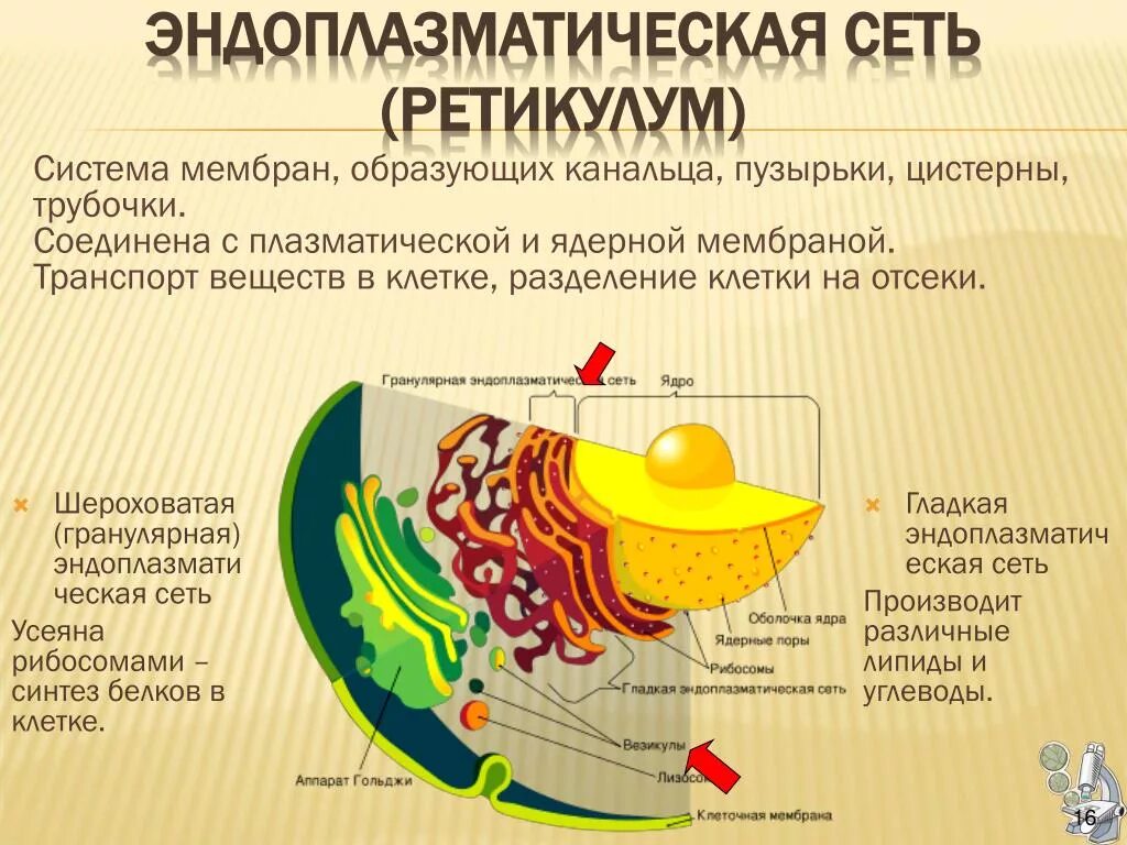 Канал эндоплазматической сети