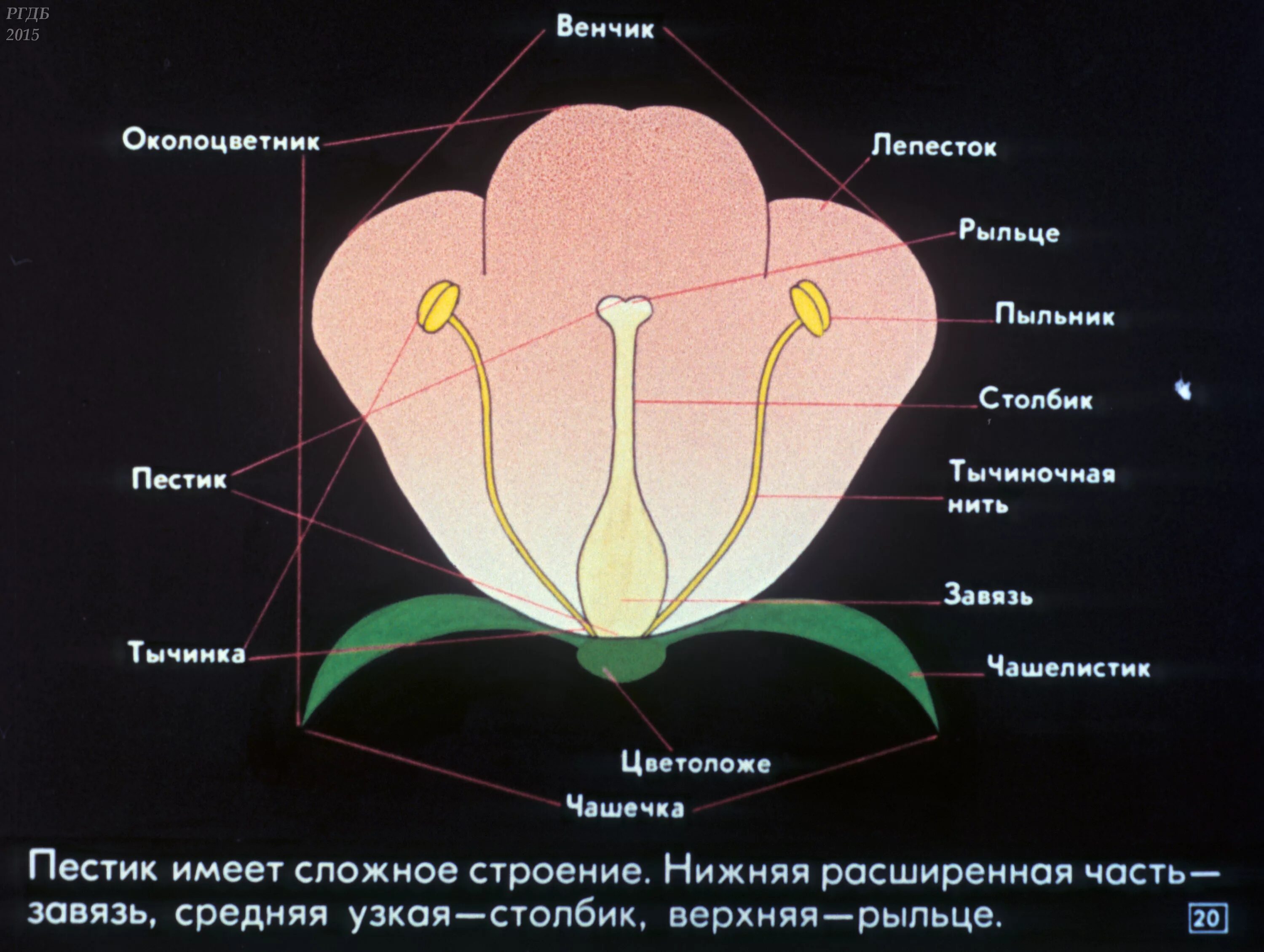 Нижняя расширенная часть пестика. Лепестки венчика. Венчик цветка. Венчик из лепестков. Венчик у растений.