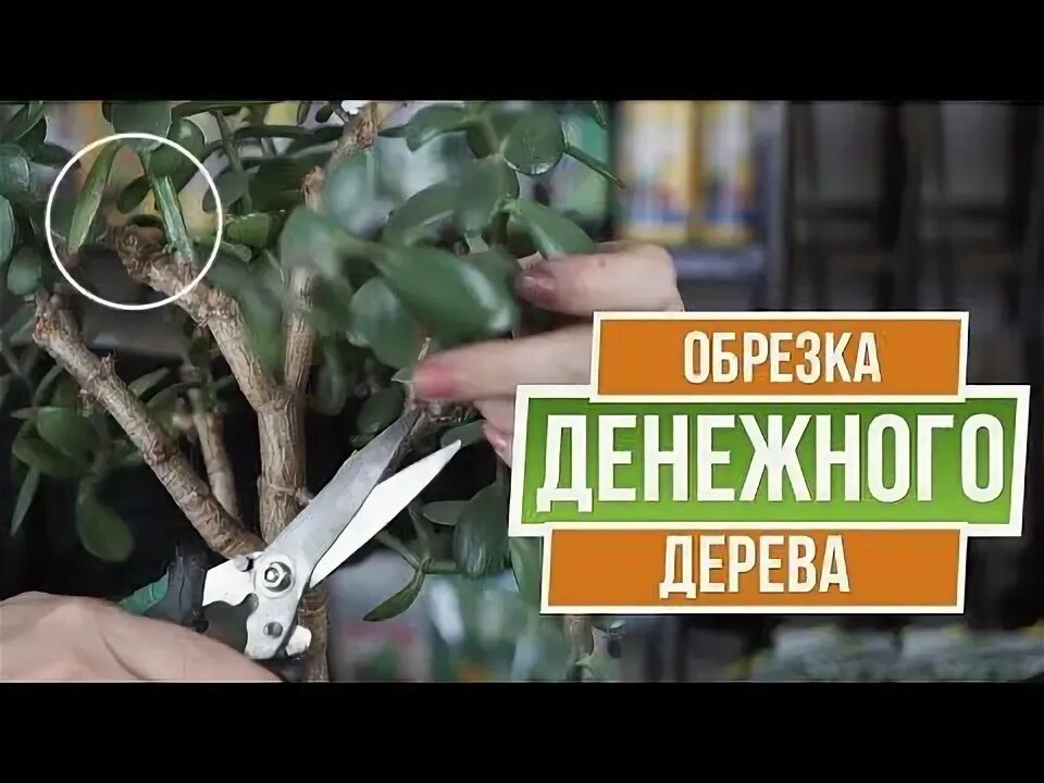 Можно ли обрезать денежное дерево осенью. Как правильно обрезать денежное дерево. как подстричь денежное дерево. толстянка обрезка формирование кроны. схема обрезки денежного дерева.