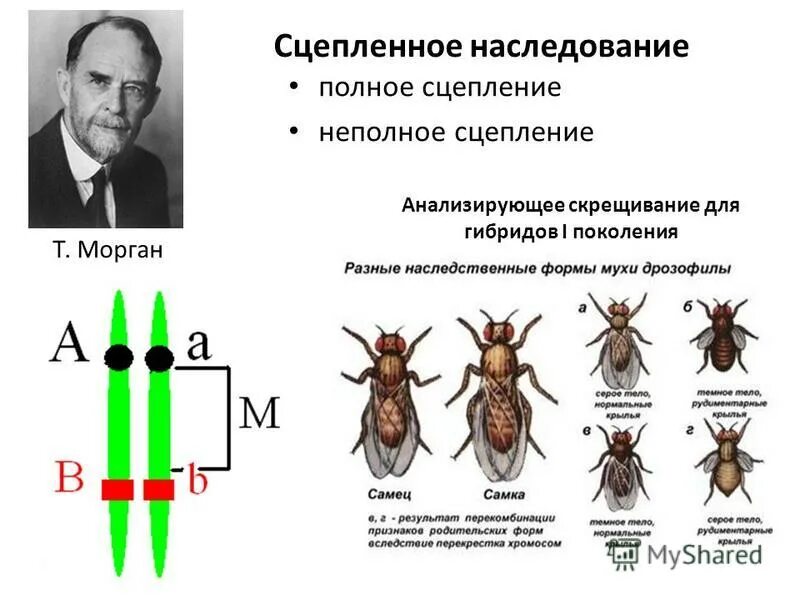 Наследование признаков при неполном сцеплении. Наследование признаков при неполном сцеплении
