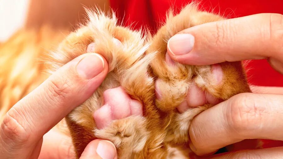 Сколько пальчиков у котика на лапке. Полидактилия у Мейн кунов. Полидактилия у кошек. Шерсть между пальцами у кошек. Полидактилия у животных.