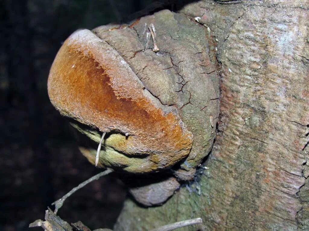 Трутовик является паразитом. Трутовик гартига. трутовик гартига phellinus hartigii. phellinus ellipsoideus. трутовик ложный.