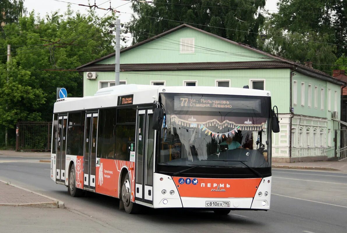 Остановки 60 автобуса пермь. МАЗ-203.016. МАЗ 203 Пермь. Автобус МАЗ Пермь. 77 Автобус Пермь.