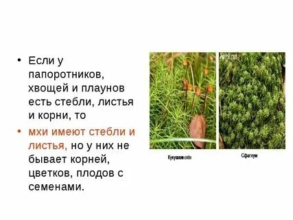 В отличие от мхов у хвощей имеются