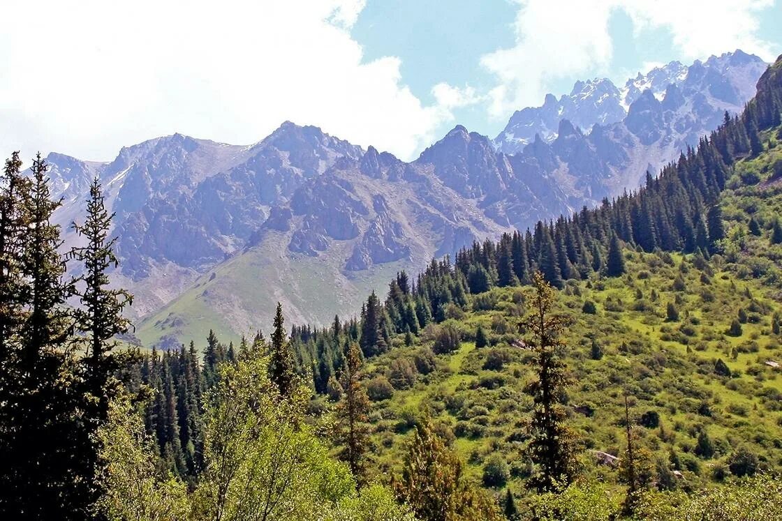 Лес Тянь Шань в Казахстане. Ель Тянь-Шаньская Киргизии. Казахстан горы Тянь Шань. Кыргызстан горы Тянь-Шань.