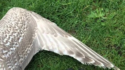 The bird with one wing