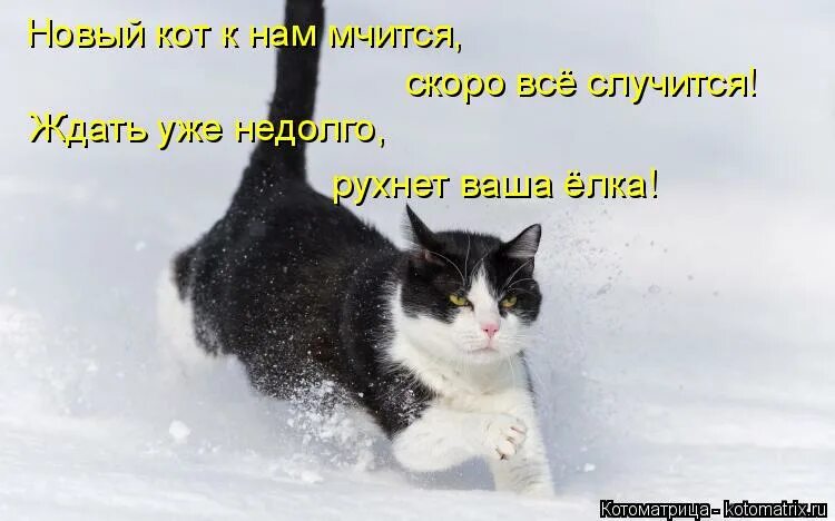 Скоро все случится новый. Кот ждать уже недолго скоро будет елка. Скоро все случится. Кот к нам мчится. Ждать уже недолго.