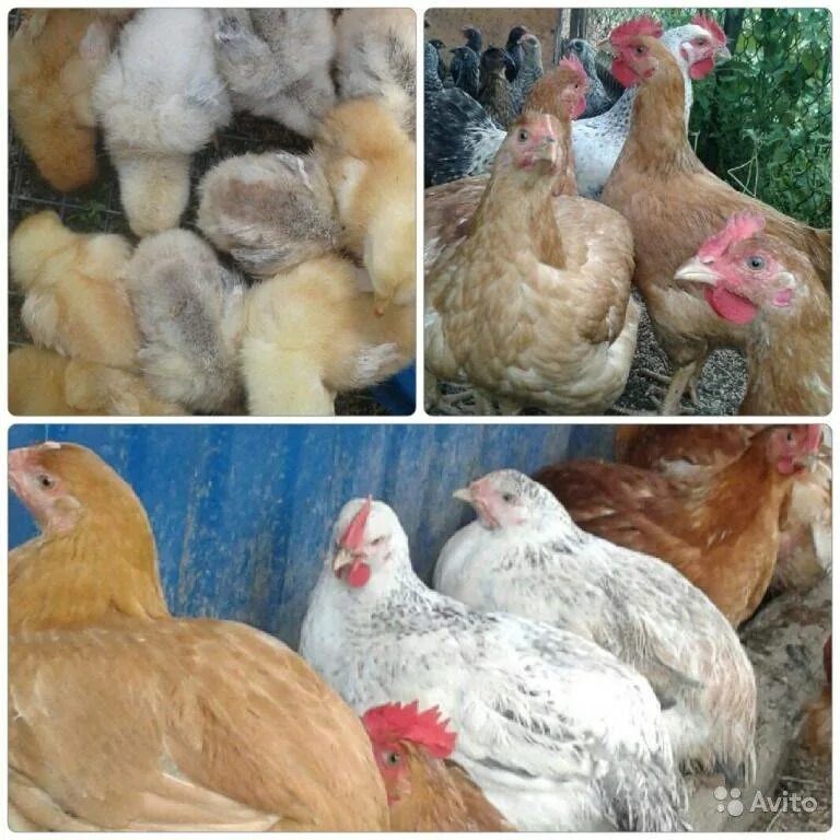 Каких бройлеров