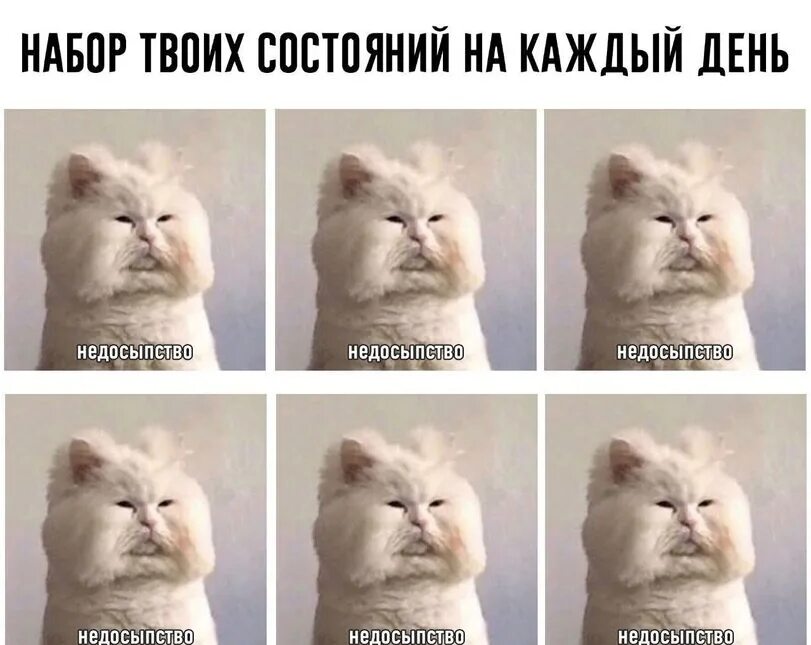 Мемы про недосып. Мемы с котиками. Смешные мемы с котами. Смешной кот Мем. Была в твоей состоянии