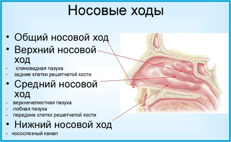 Полость носа и гортань. Строение носоглотки человека. Полость носа строение. Строение полости носа и носоглотки.