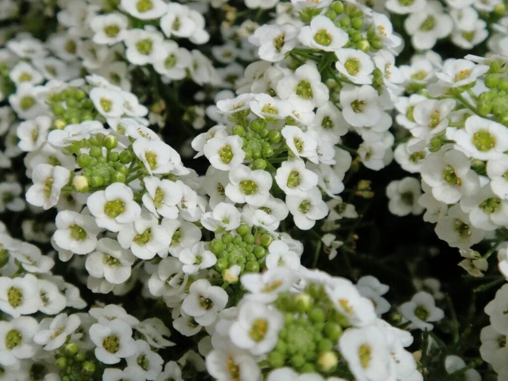 Blushing Princess lobularia Flower garden, Garden, All flowers