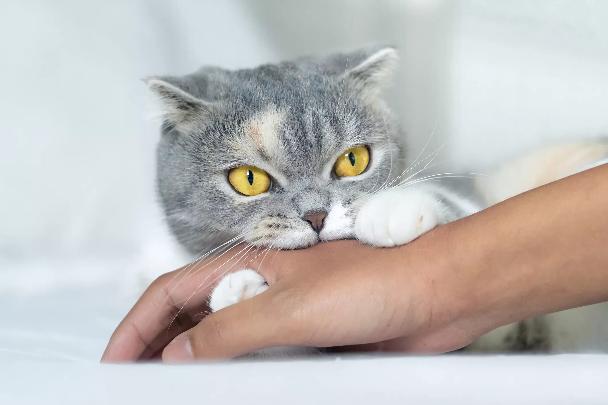 Cat bite