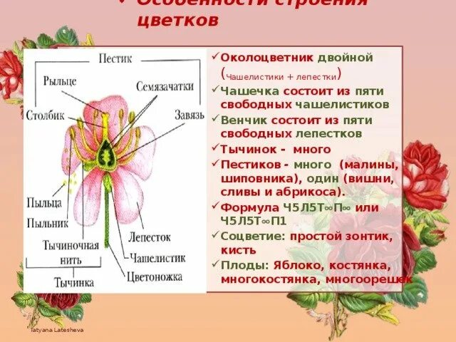 В цветке 5 лепестков и 5 чашелистиков