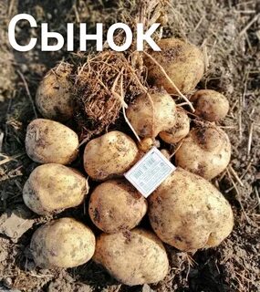 Сынок сорт картофеля описание характеристика отзывы фото
