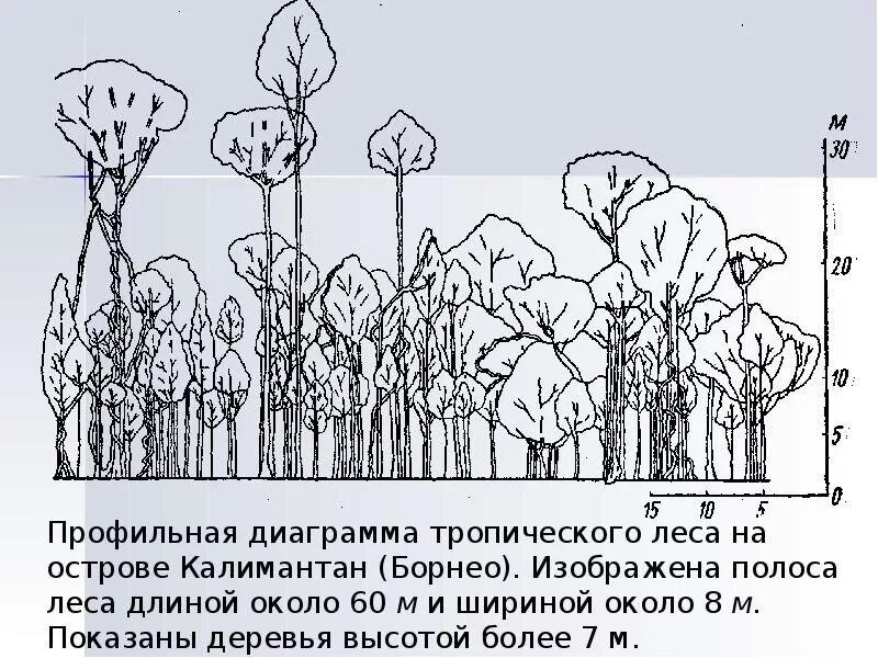 Растительные сообщества схема. Структура растительного сообщества. Смена растительных сообществ рисунок. Диаграмма высоты деревьев. Структура растительного сообщества 7 класс тест