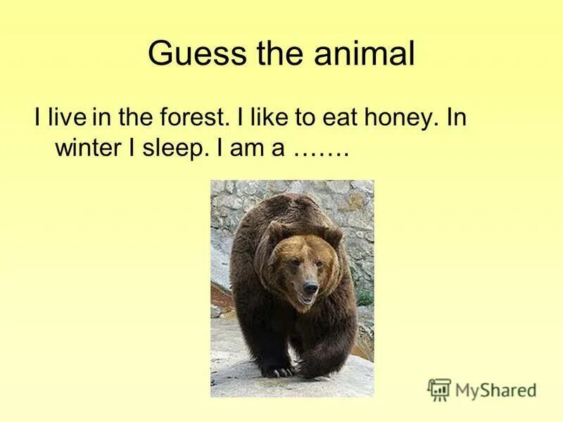 Which animal is the biggest. 1 this is animal. This animal is orange with black grey or brown stripes its a big cat ответ. проект по английскому дикие животные. Have has animals worksheets.