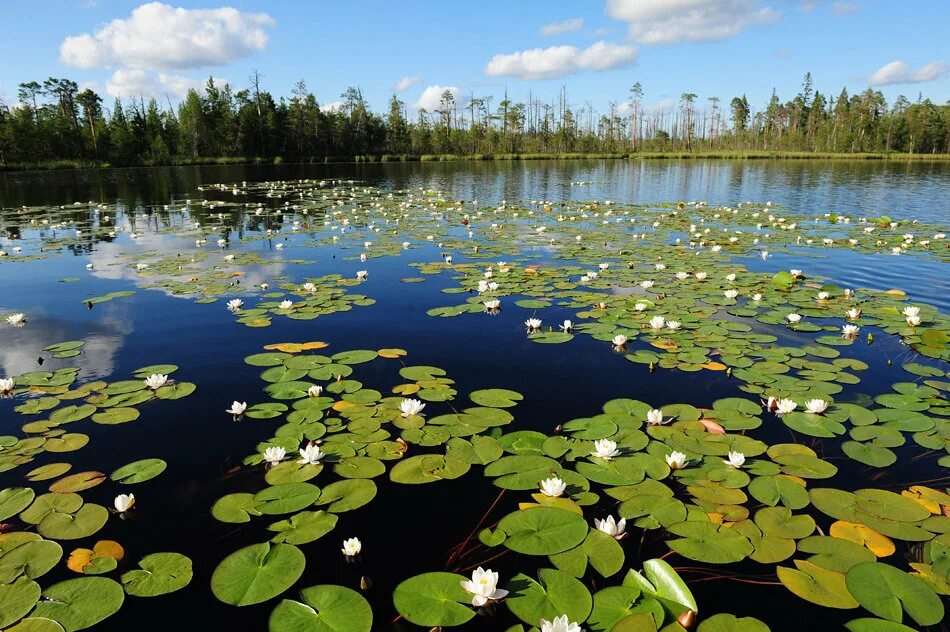 В болоте пресная вода. Озеро Селигер кувшинки. Растения озера Селигер. Новопятницкое Красноярский край озеро с кувшинками. Новопятницкое водохранилище кувшинки.