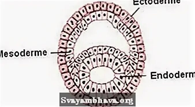Сетчатка эктодерма. Эктодерма в германской новой медицине картинки.