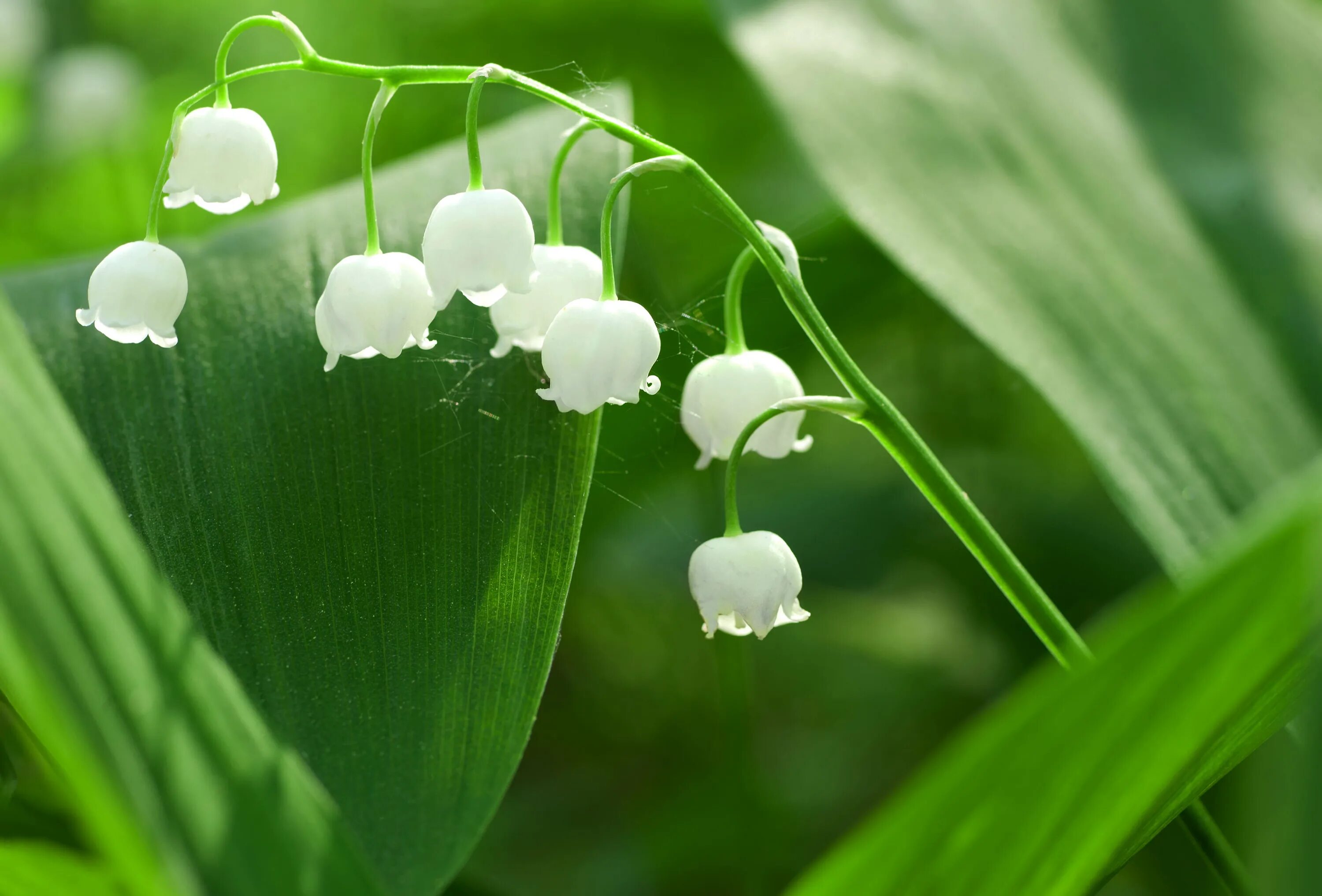 Рингтоны на телефон ландыши. Convallaria Majalis Seeds. Ландыши на заставку.