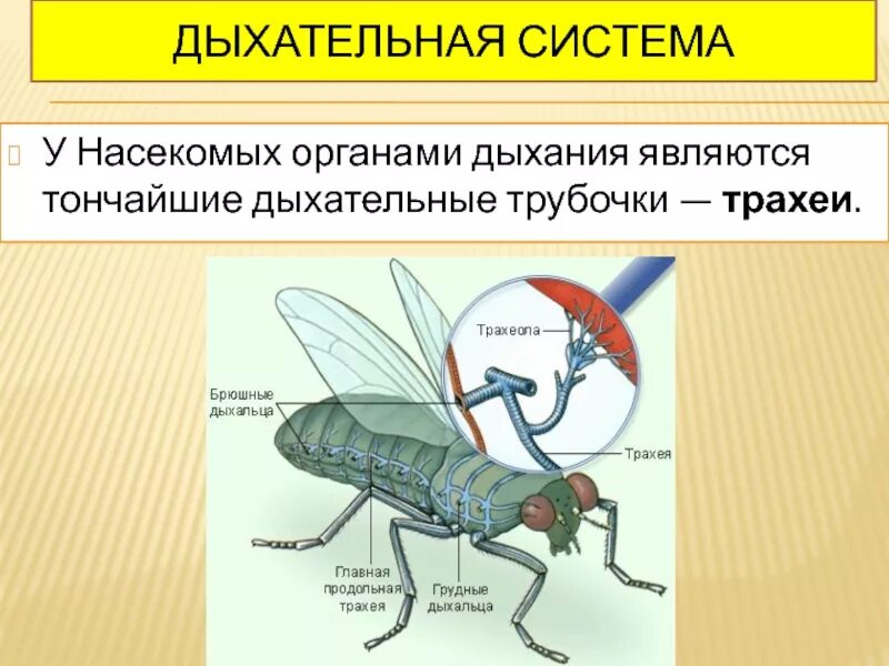 К органам дыхания насекомых относятся