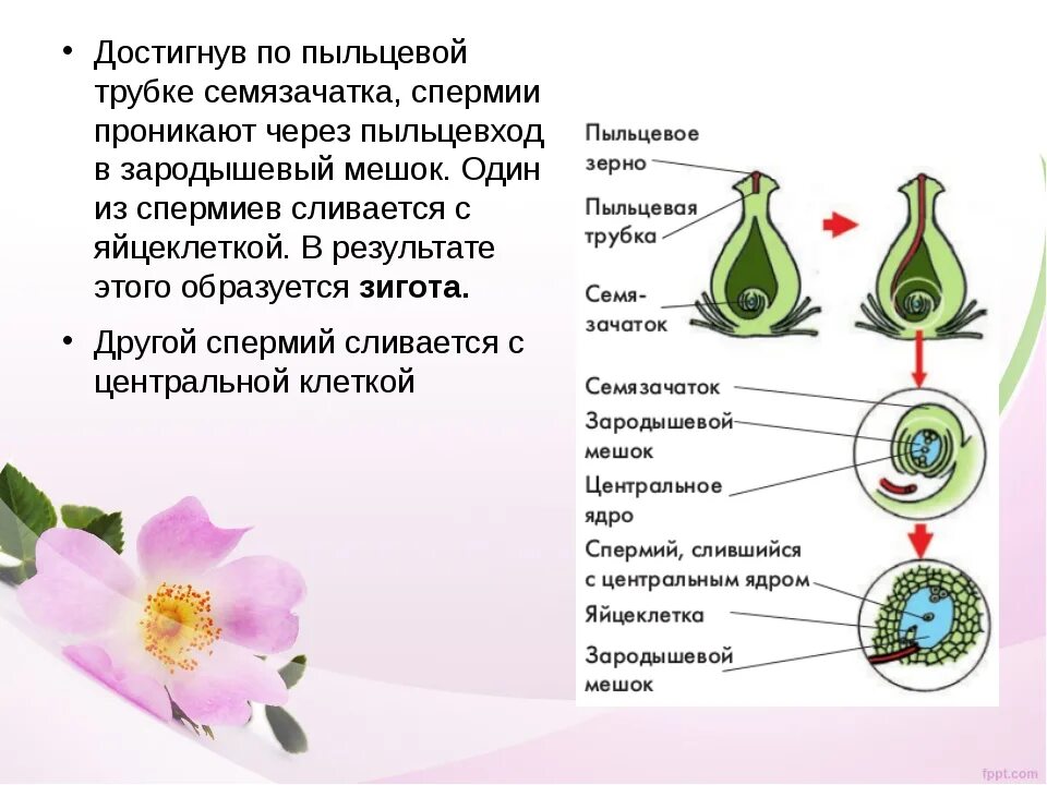 Семязачаток и пыльцевая трубка. Двойное оплодотворение 6 класс биология. Двойное оплодотворение у покрытосеменных растений. Двойное оплодотворение у цветковых растений пыльцевое зерно.