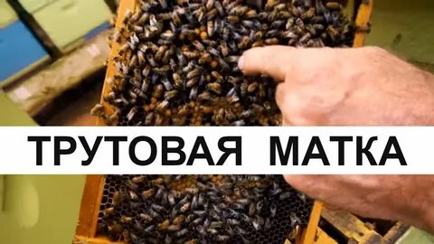 Матки начала