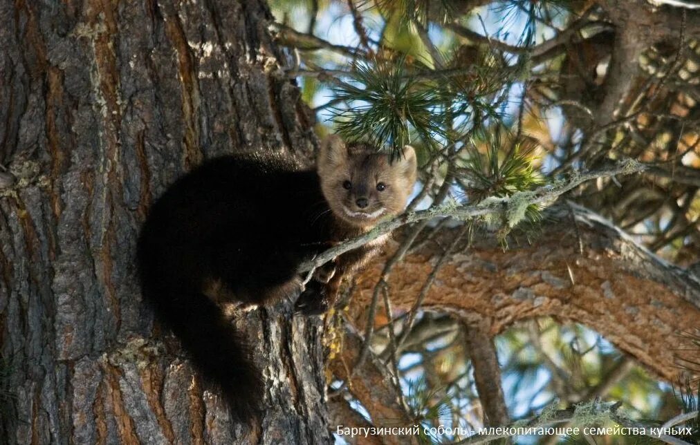 Баргузинский заповедник фауна. Для разведения и сохранения соболя создан заповедник. Баргузинский биосферный заповедник бурятия. Для разведения и сохранения соболя создан заповедник. Соболь баргузинский животное.