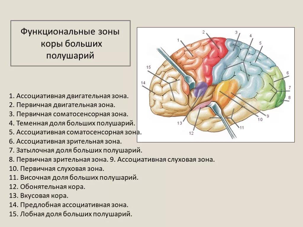 Функциональные зоны головного мозга. Функциональные зоны коры больших полушарий. Центры анализаторов в коре головного мозга таблица. Функциональные зоны коры слуховая Зрительная.