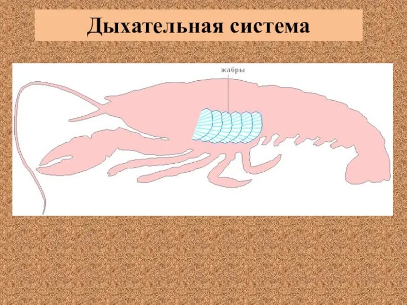 Дыхание ракообразных. Выделительная система ракообразных 7 класс биология. выделительная система система у ракообразных. выделительная система ракообразных 7 класс. дыхательная система система ракообразных.