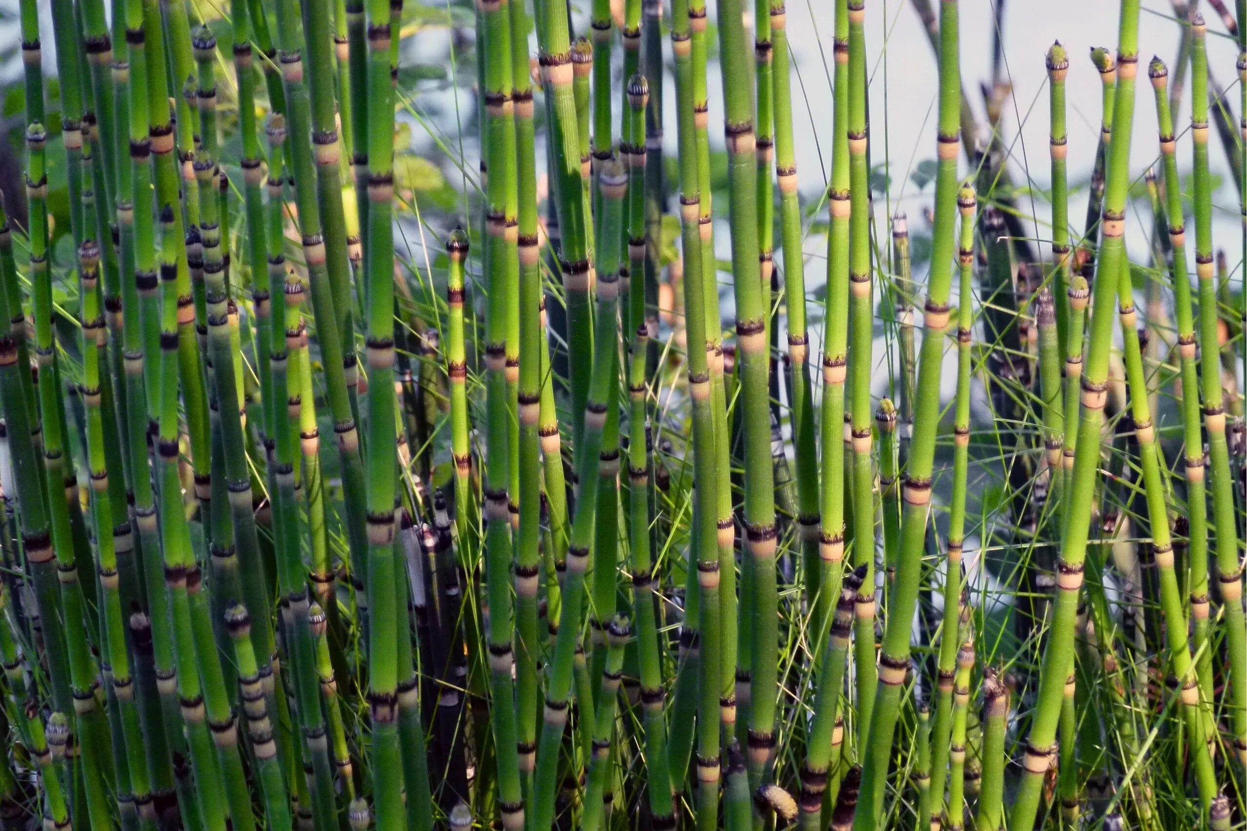 Хвощ тростниковый бамбук. Хвощ зимующий Equisetum hyemale. Бамбук тростниковый bambusa arundinacea. Хвощ камышовый.