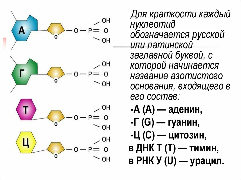 РНК нуклеотиды азотистое основание. Азотистые основания нуклеотидов ДНК. Азотистые основания нуклеотидов ДНК И РНК. Состав нуклеотида азотистые основания ДНК.