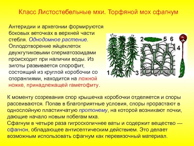Жизненный цикл листостебельных мхов. Спорофит листостебельных мхов. антеридий сфагнума. листостебельные мхи классификация. листостебельные мхи сфагнум.