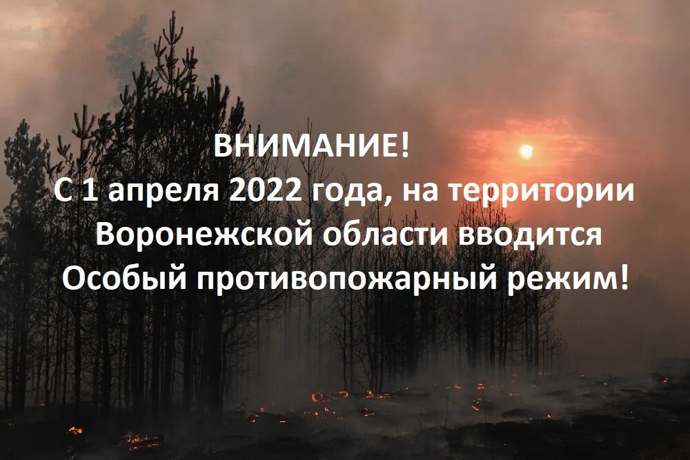 Противопожарный режим воронеж 2024. Особый противопожарный режим. Противопожарный режим Воронежская обл. Установление особого противопожарного режима. Особый противопожарный режим картинки.