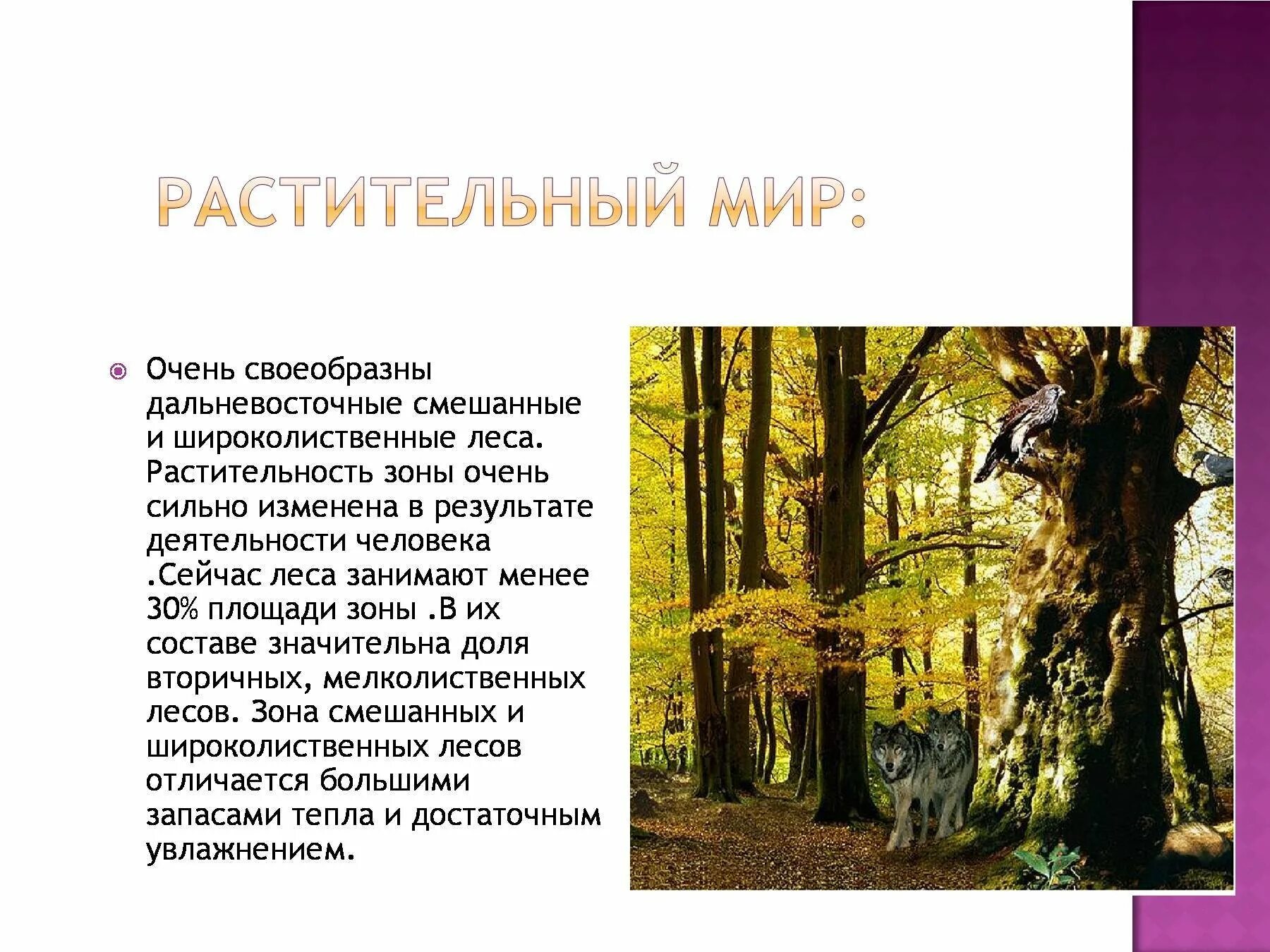 Мир смешанных. Широколиственный лес растительный мир.