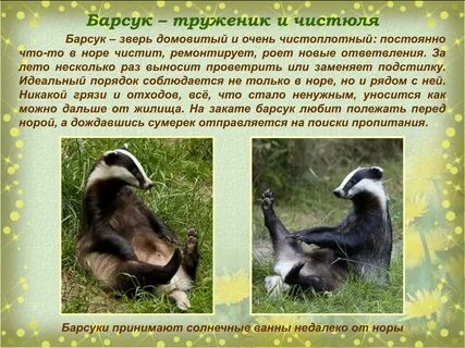 Историю про барсука