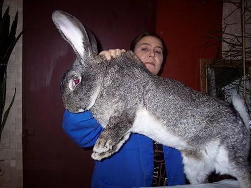 Где сейчас кролик. Бельгийский великан Фландр. Кролики великаны Фландр. Кролики породы Фландр. Бельгийский Фландр кролик.