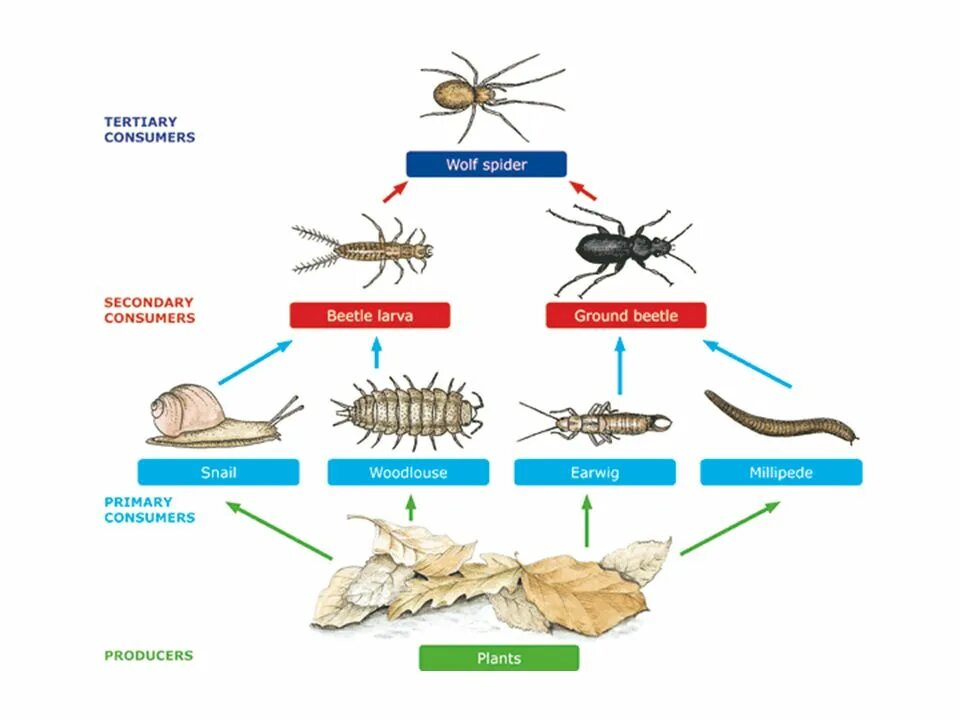 Пищевая цепь с личинкой поденки. Цепь питания паукообразных. Пищевая цепочка насекомых. Насекомые это цепочка. Цепь питания пауков.